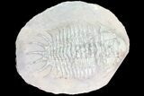 Large, Crotalocephalus Trilobite - Jorf, Morocco #80321-1